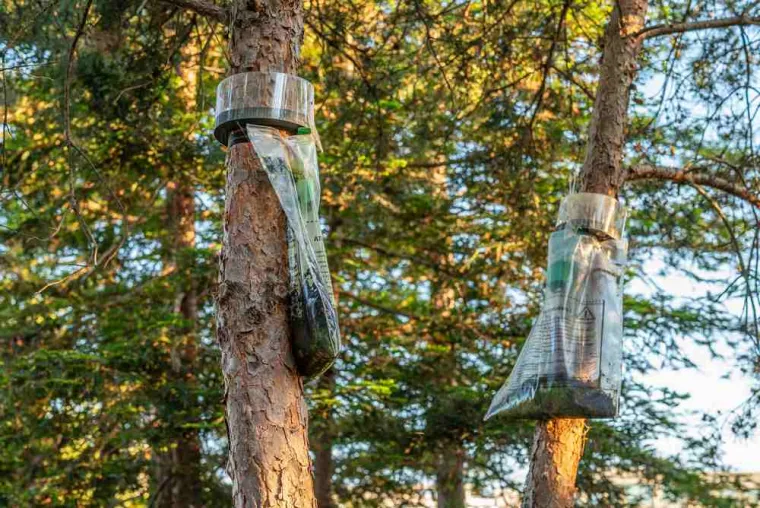 Pose de pièges anti-chenilles processionnaires à Carbonne, Carbonne, Arize Élagage